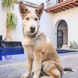 Double Room Pet-Friendly